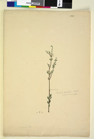 Page 222. Baeckea densifolia by John William Lewin